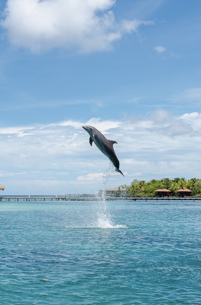 A dolphin leaping clear of turquoise water off Roatán, a dock and palms behind